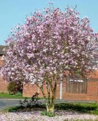 Maybe you would like to learn more about one of these? 7 Dwarf Trees Zone 5 Ideas Dwarf Trees Garden Trees Small Trees