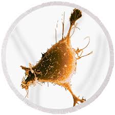 Maybe you would like to learn more about one of these? Sem Of Typical Animal Cell Round Beach Towel For Sale By David M Phillips