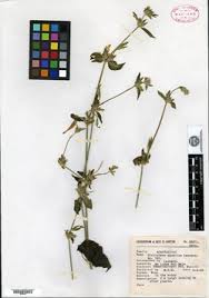 Image result for Dicliptera heterostegia