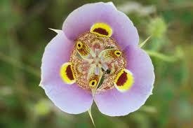 Purple flowers meaning the color purple has always been associated with opulence, uniqueness, and beauty. Gardening With Drought Resistant California Natives Imagine The Possibilities Mariposa Lily Types Of Flowers Plants
