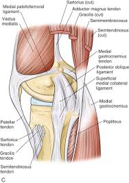 Classification Of Knee Ligament Injuries Musculoskeletal Key