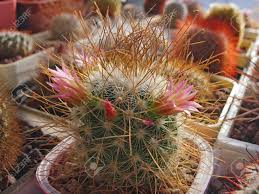 Plant has spines or sharp edges; Cactus Mammillaria Rekoi Var Leptacantha With Flowers Stock Photo Picture And Royalty Free Image Image 141471752