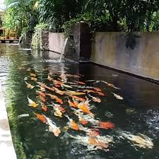 Merasa Senang 7 Tahun Sejak 2012 Bisa Membamtu Tamansantaprumahkayu Rumahkayu Bsd Menjaga Suasanya Tetap Nyama Landscape Design Ponds Backyard Landscape