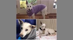 Want to see what animals are available for adoption? Imported Egyptian Dog Caught In Leawood Police Say The Kansas City Star