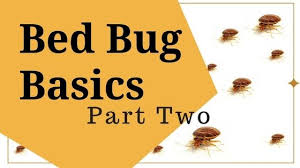 2 9 jpg bed bugs bugs basic