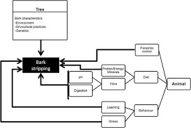 More than 49 bark bark signal hill at pleasant prices up to 23 usd fast and free worldwide shipping! Bark Stripping By Cattle In Silvopastoral Systems Springerlink