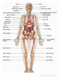 Since there is no single standard definition of what an organ is, the number of organs varies depending on how one defines an organ. Human Body Female Organs Diagram Human Anatomy Organs Diagram Human Body Anatomy Body