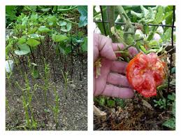 Do garden fence work to keep chipmunks out of my garden? How To Keep Animals From Eating Your Harvest Garden Housecalls