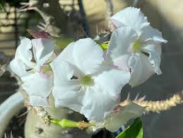 Image result for Pachypodium saundersii
