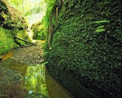 Image of Sabine National Forest, Texas