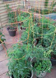 Colorful Tomato Cage Inverted For Potted Tomato Plants Tomato Cages Cherry Tomato Plant Plants