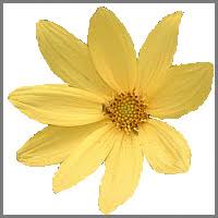 Image result for Menodora heterophylla