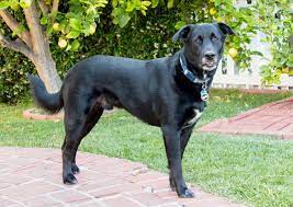 We did not find results for: Sheprador 101 Labrador X German Shepherd Mix