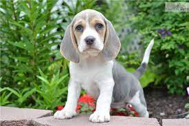 Browse photos and descriptions of 1000 of ohio beagle puppies of many breeds available right quality akc registered beagle puppies. Beagle Puppy For Sale Petfinder