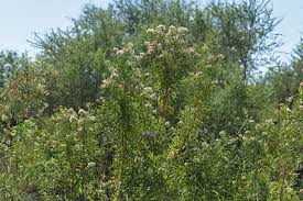 Image result for Boscia salicifolia