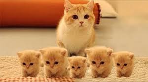 Estrategia contra las bolas de pelo del gato. Fldb2kss3dsxqm