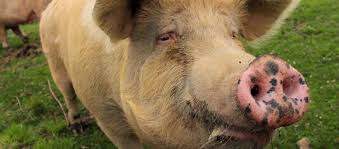 Risultati immagini per porco