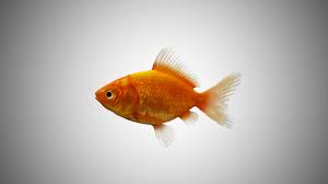 Gold Fish Low Poly And Rigged 3d Model In 2020 Goldfish Low Poly 3d Model