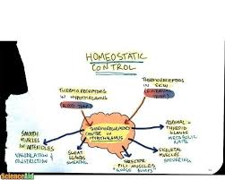 Homeostasis Negative Feedback Body Temperature Blood