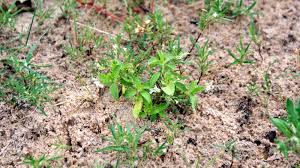 Image result for Justicia exigua