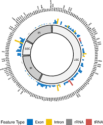 Image result for Afrobrunnichia