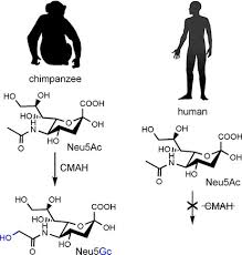 1.05 acres lot 5 pb 15 42 rockford; Biochemical Cellular Physiological And Pathological Consequences Of Human Loss Of N Glycolylneuraminic Acid Okerblom 2017 Chembiochem Wiley Online Library