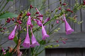 Image result for Strobilanthes hamiltoniana
