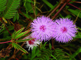 Image result for Mimosa pudica