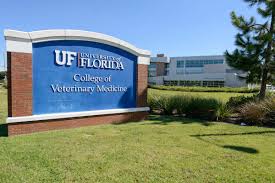 And it's a growing trend for many new grads looking for a chance to go out and explore the world before entering the workforce. College Of Veterinary Medicine University Of Florida