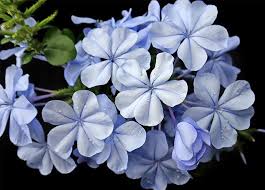 Attractive white flowers with blue and brown shading appear in spring. Flowers That Bloom Year Round In Florida 11 Popular Choices