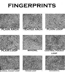 7 Best Photos Of Different Types Of Fingerprints Chart