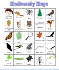 Biodiversity Bingo Biodiversity Bingo Biology Task Cards