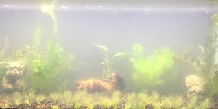 Cloudy Aquarium Water How To Overcome It The Aquarium Guide