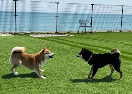 山口県】おすすめブリーダーの紹介｜藤井綾乃ブリーダー【評判】 | HONESTY