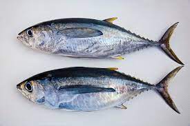 juvenile yellowfin tunas are called, … – License image – 70356316 ❘  lookphotos
