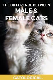 There is no ultimate answer to the question of whether male cats are better pets than female. The Differences Between Male And Female Cats How To Tell Cat Genders Cat Lover Quote Cats Cat Facts