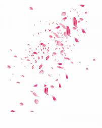 18 Falling Flower Petals Png Flower Pedals Flower Petals Flowers