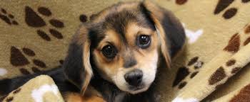 Check out our newark ohio selection for the very best in unique or custom, handmade pieces from our wall décor shops. Available Dogs For Adoption Licking County Humane Society Heath Oh