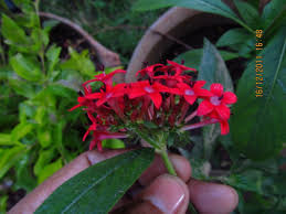 Image result for Pentas zanzibarica