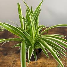 Image result for Chlorophytum silvaticum