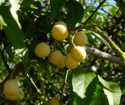 Image result for Opilia amentacea