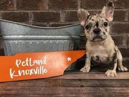 Baymont inn & suites knoxville accepts two pets up to 25 lbs for an additional fee of $20 per pet, per night. Dogs And Puppies For Sale Petland Knoxville Pet Store Tn In 2020 Maltipoo Dog Puppies For Sale Dogs And Puppies