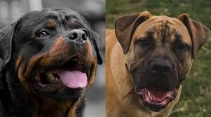 The american bulldog is stocky and muscular, but also agile and built for chasing down stray cattle and helping with farm work. Boerboel And Rottweiler Online