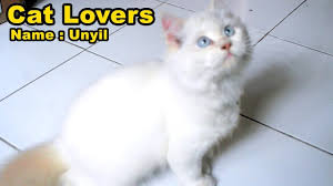 Animasi gambar kartun kucing lucu dan imut from lookaside.fbsbx.com. Bikin Gemes Kucing Lucu Dan Imut Cat Lovers Cats Animals