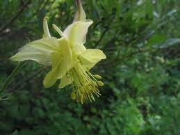 Pin On Native Flora Of Utah