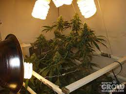 Led grow lights are a little more complicated. Compact Fluorescent Cfl Grow Lights