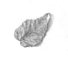 Pin By Mike Nelson On Fine Arts 1 Leaves Sketch Graphite Drawings Pencil Drawings See more ideas about texture, art handouts, texture art.