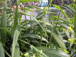 Image result for Setaria poiretiana