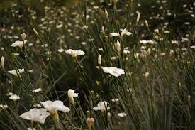 Image result for Dicliptera clinopodia