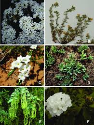 Image result for Boraginaceae